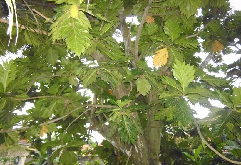 Mama S Villa By Taprobane   Hostel