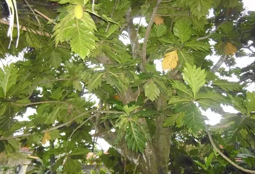 Mama S Villa By Taprobane   Hostel