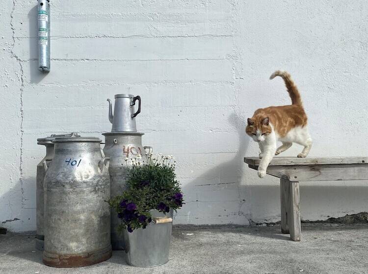 בית מלון כפרי Fljotsbakki Farm