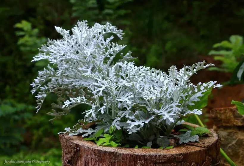 Hotelli Train View Chalet