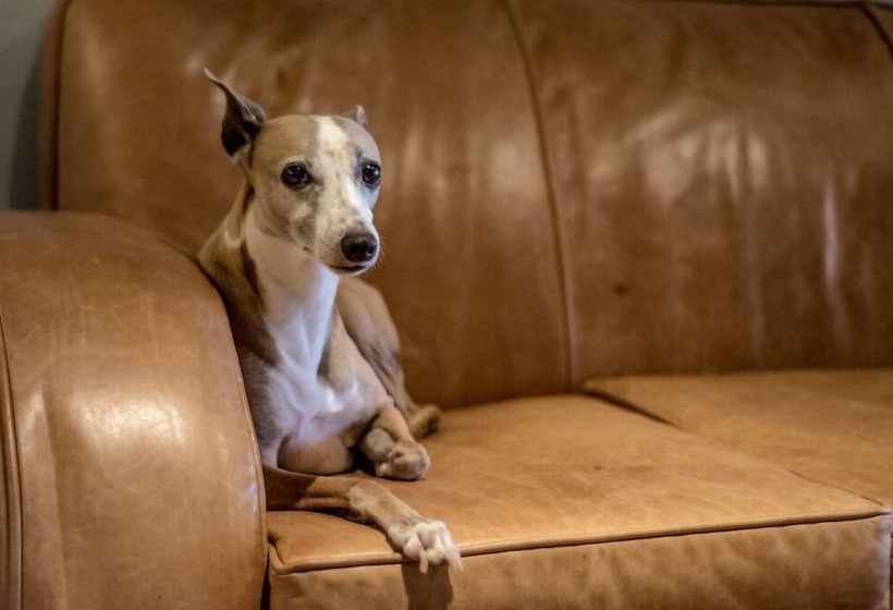 住宿加早餐  Benguela