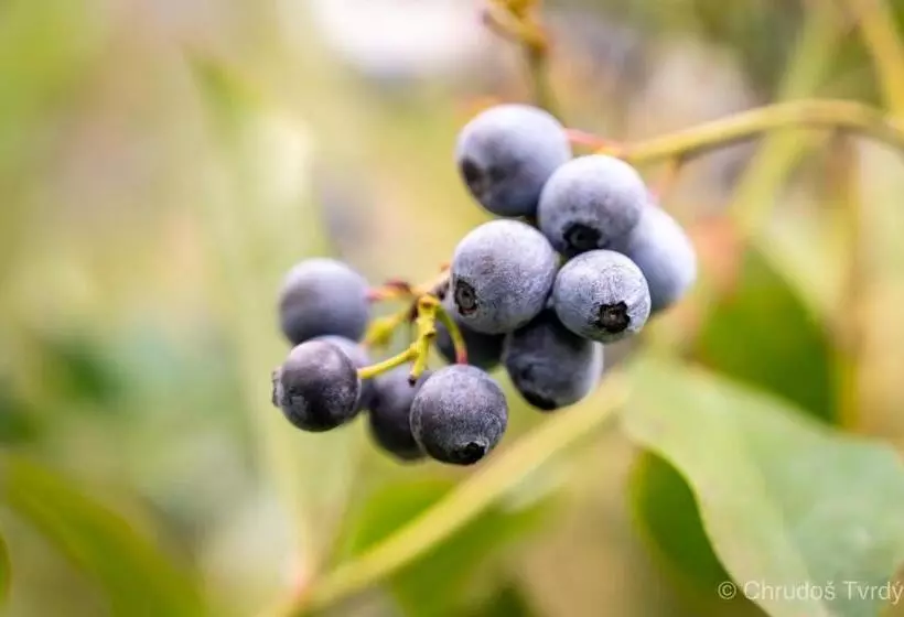 Blueberry Hills On Comleroy Farmstay   Self Contained Cottages