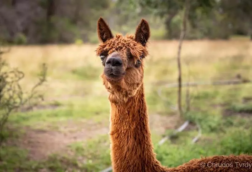 Blueberry Hills On Comleroy Farmstay   Self Contained Cottages