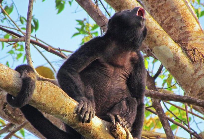 Hotel Isla Palenque Member Of The Cayuga Collection