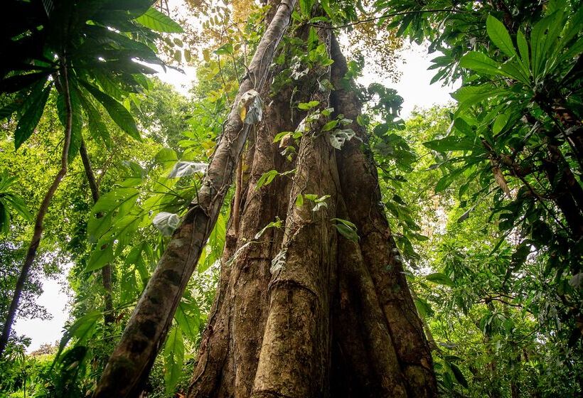 Hotel Isla Palenque Member Of The Cayuga Collection