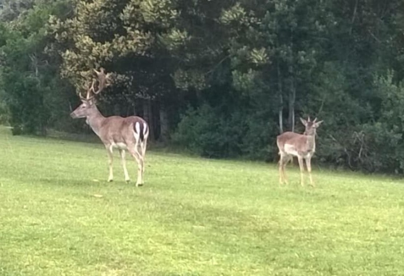 فندق Green Hills Forest Lodge