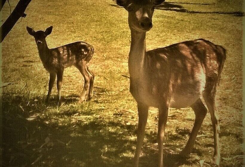 فندق Green Hills Forest Lodge