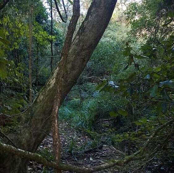 فندق Green Hills Forest Lodge