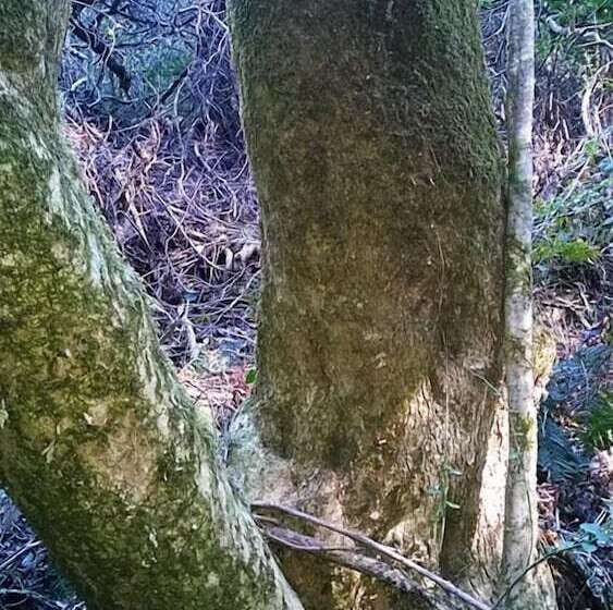 فندق Green Hills Forest Lodge