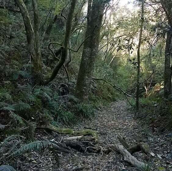 فندق Green Hills Forest Lodge