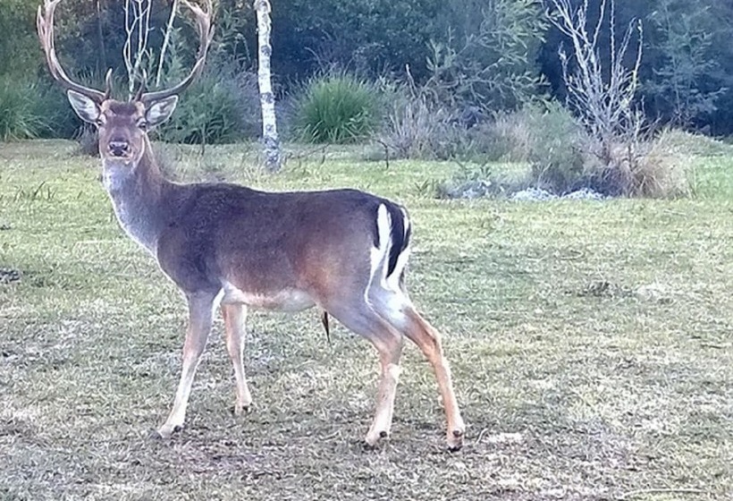 فندق Green Hills Forest Lodge