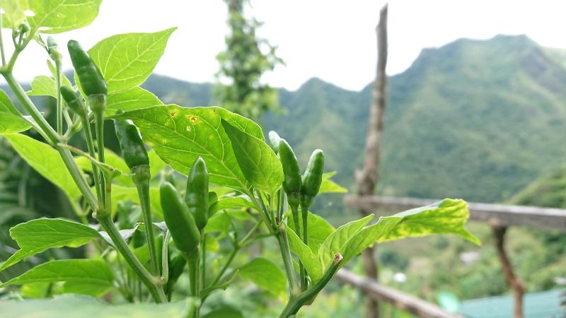Pensionat Batad Transient House