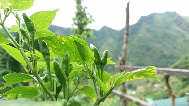 ペンション Batad Transient House