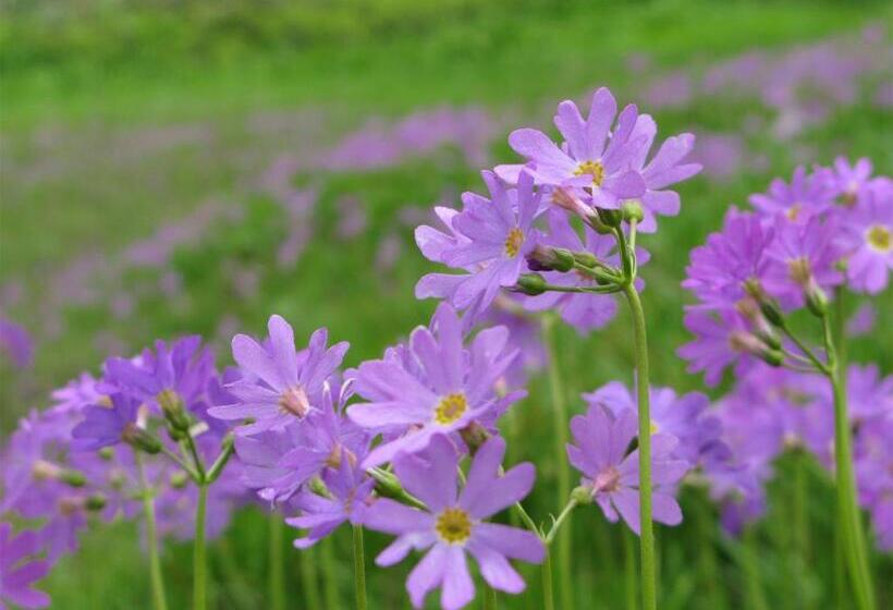 Ryokan Park Lodge Sekine