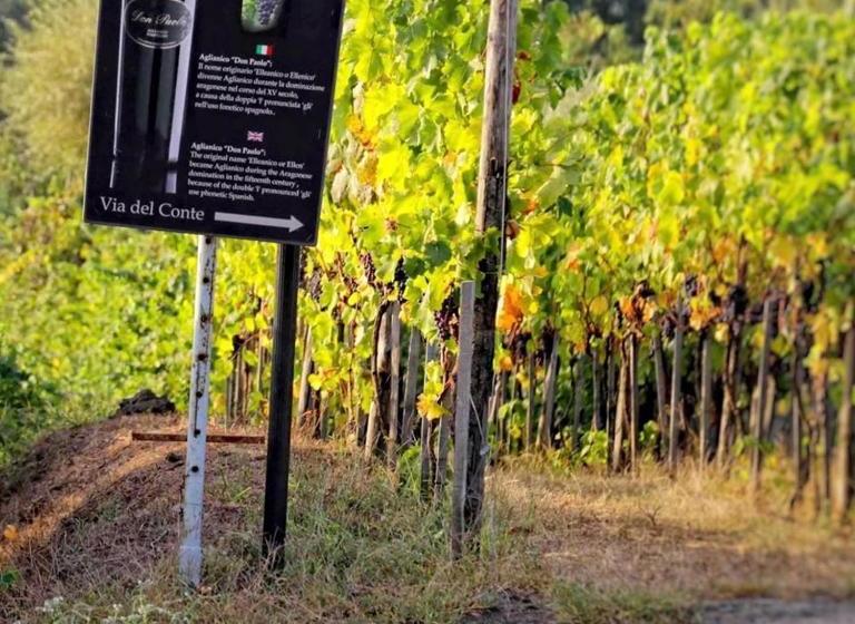 Vesuvio Inn Guest House E Wine Experience