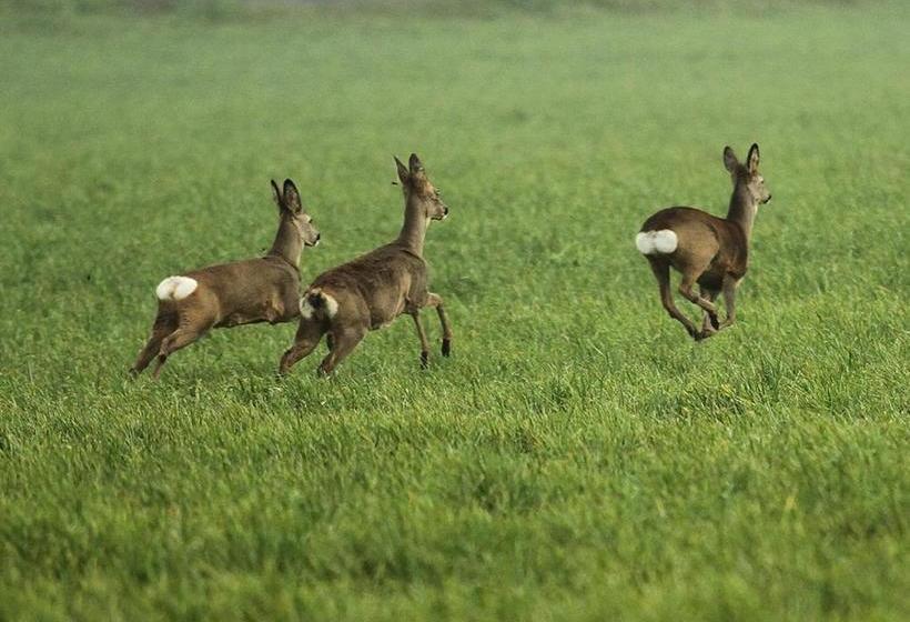 Pensione Vangsbo B&b Holidays