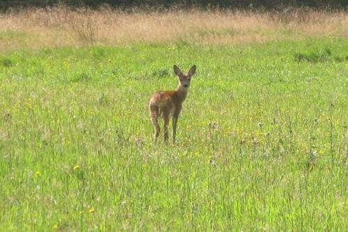 Pensione Vangsbo B&b Holidays