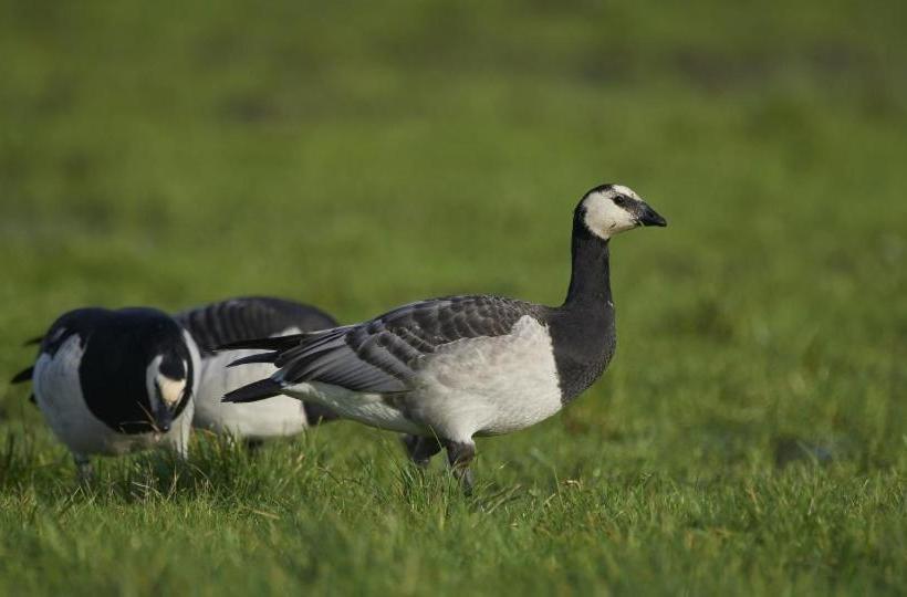 Pensione Vangsbo B&b Holidays