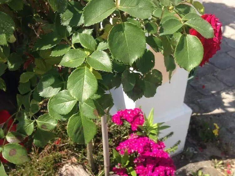 Majatalo Gästehaus Tante Tienchen 7 Minuten Zu Fuss Zum Europa Park , Plus Kostenloses Parkplatzticket Rulant