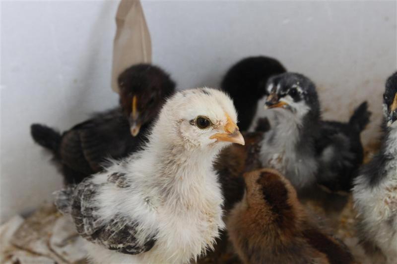 Agriturismo Fattoria Spezia