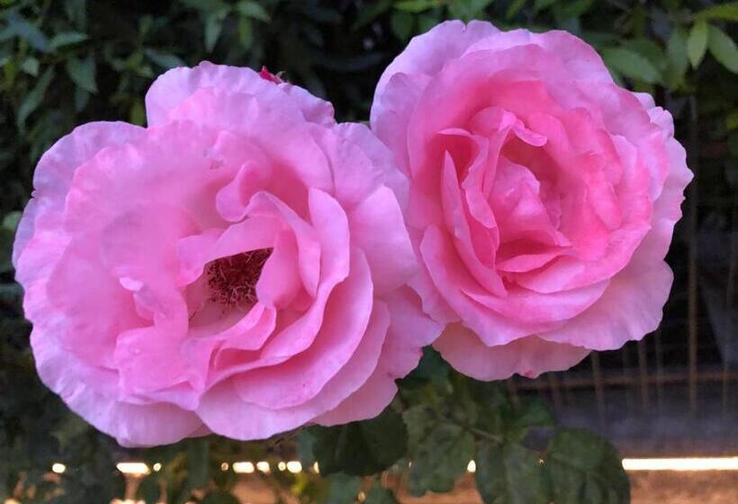 Pension (Hôtel basse catégorie) Casa Elisa Dimora Urbana