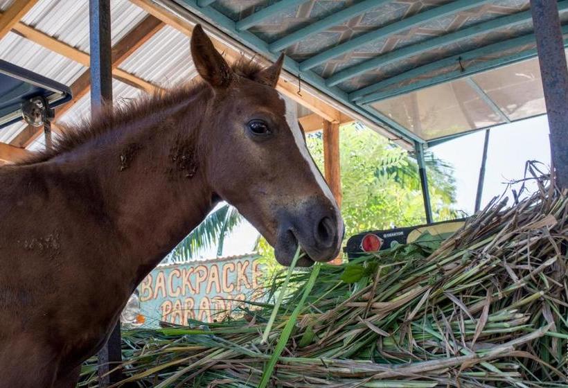 هاستل Horse Cottage