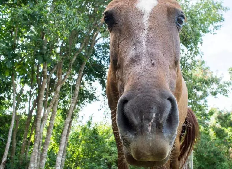 هاستل Horse Cottage