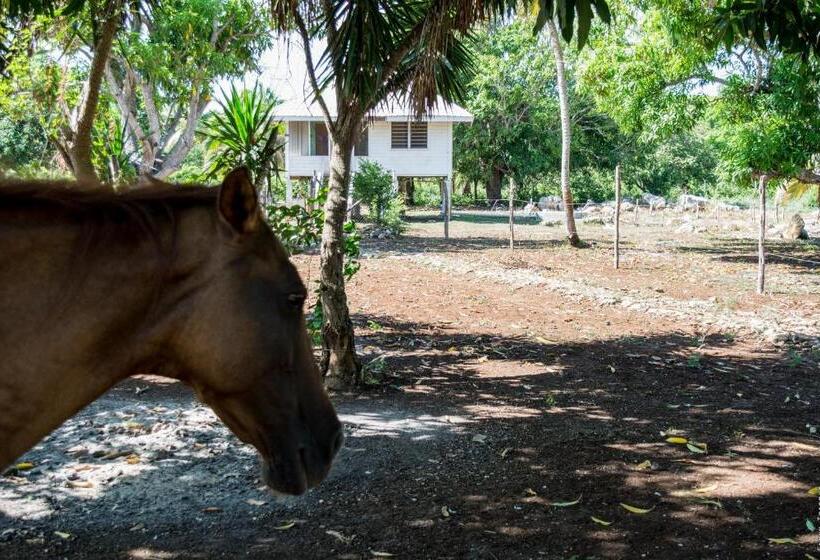 هاستل Horse Cottage