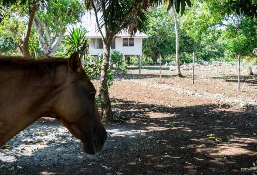 هاستل Horse Cottage