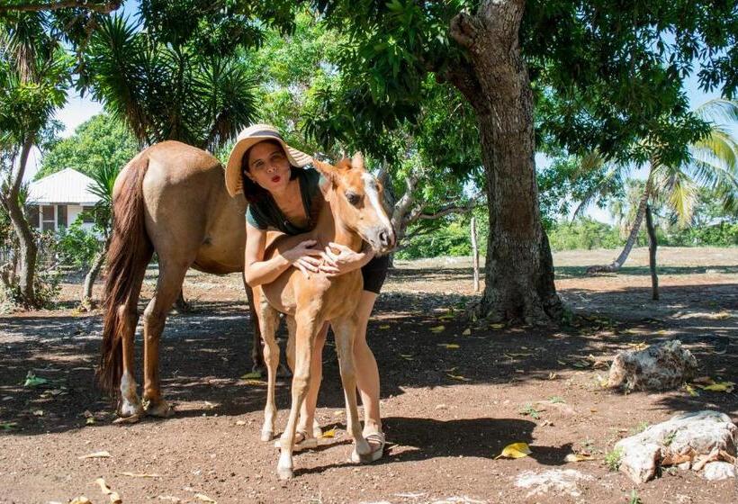 هاستل Horse Cottage