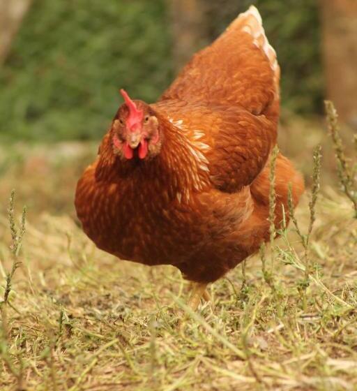 پانسیون Green Hostal Popayan