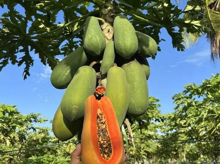 هتل Lagoon Villa Thoddoo