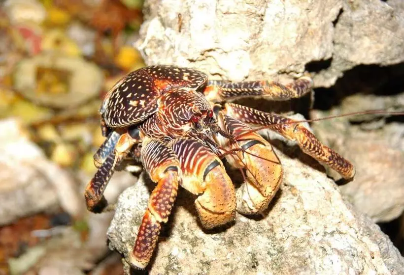 Resort Chumbe Island Coral Park