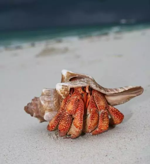 Resort Chumbe Island Coral Park