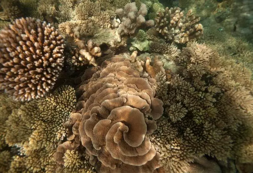 Resort Chumbe Island Coral Park