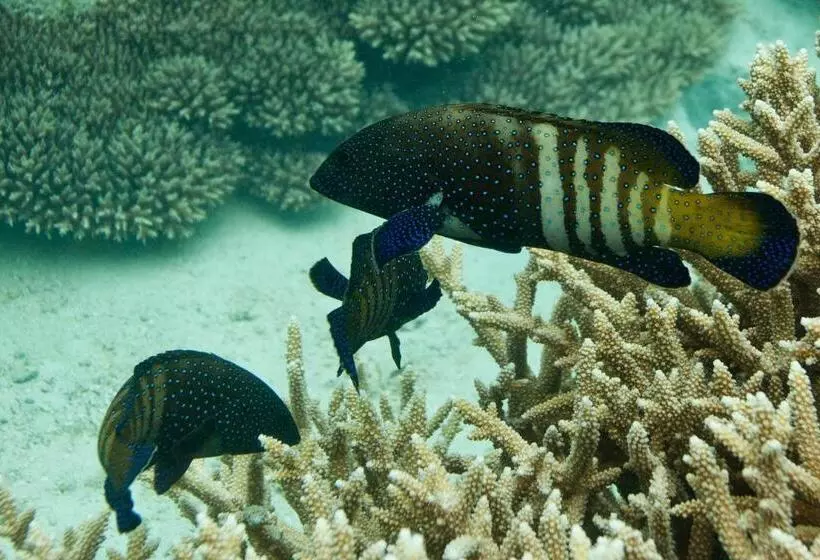 Resort Chumbe Island Coral Park