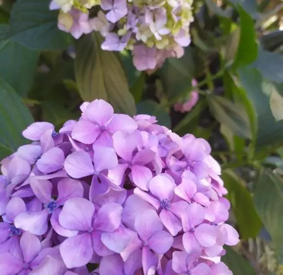 Aamiaismajoitus (B&B) Sotto L Eremo