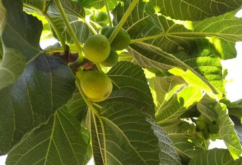 Aamiaismajoitus (B&B) Sotto L Eremo