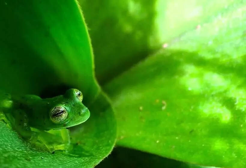 Majatalo Cabañas Las Orquideas