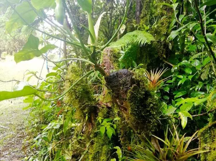 Majatalo Cabañas Las Orquideas