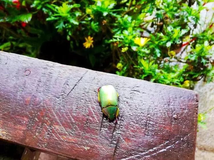 Majatalo Cabañas Las Orquideas