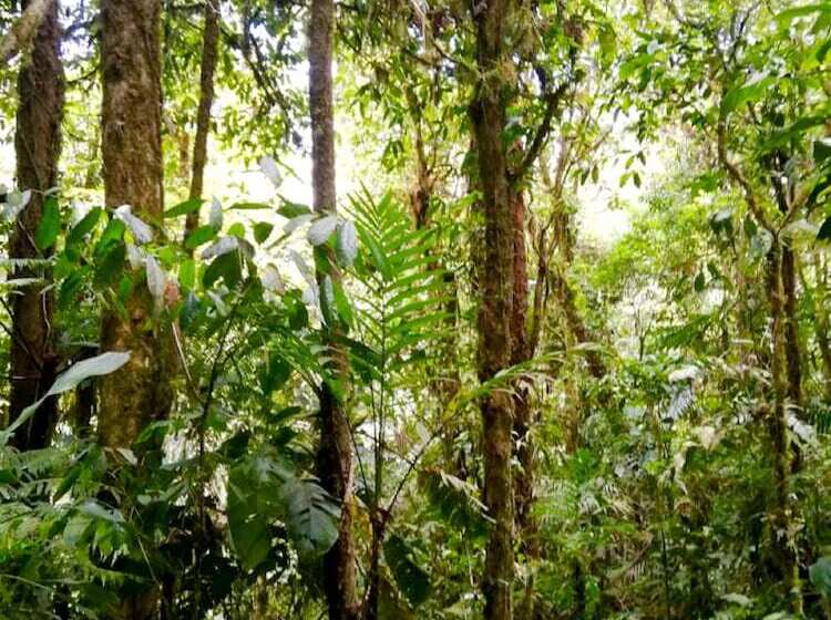 بنسيون Cabañas Las Orquideas
