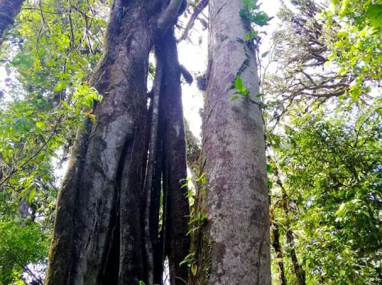Majatalo Cabañas Las Orquideas