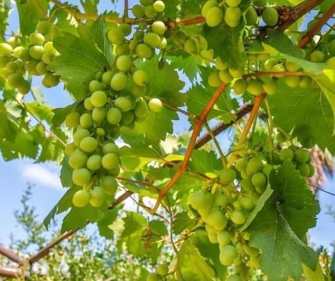 تختخواب و صبحانه Book