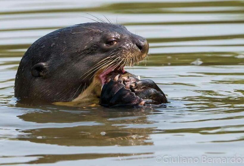 Pension Aymara Lodge