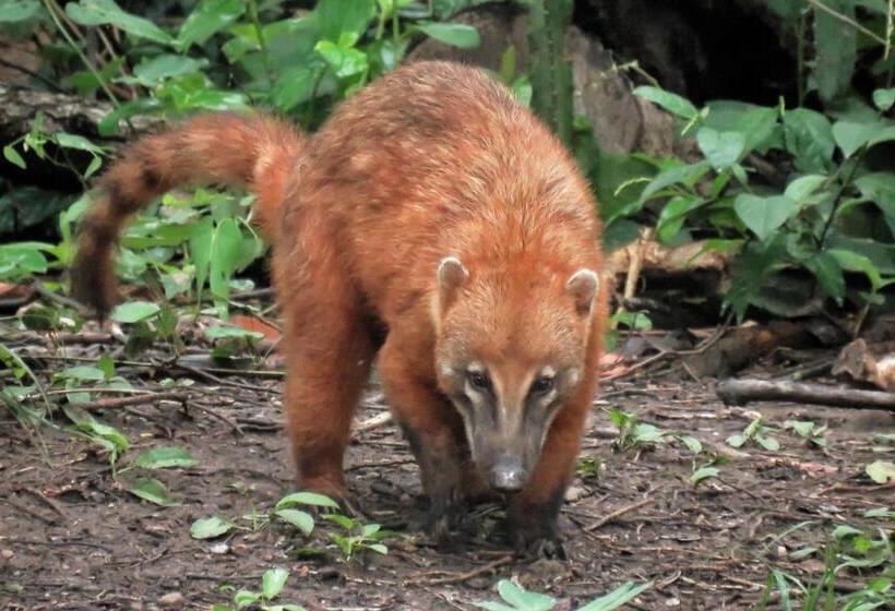 Pension Aymara Lodge