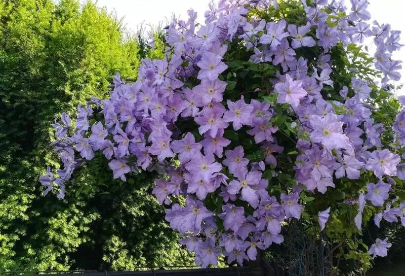 پانسیون Vila Sentić