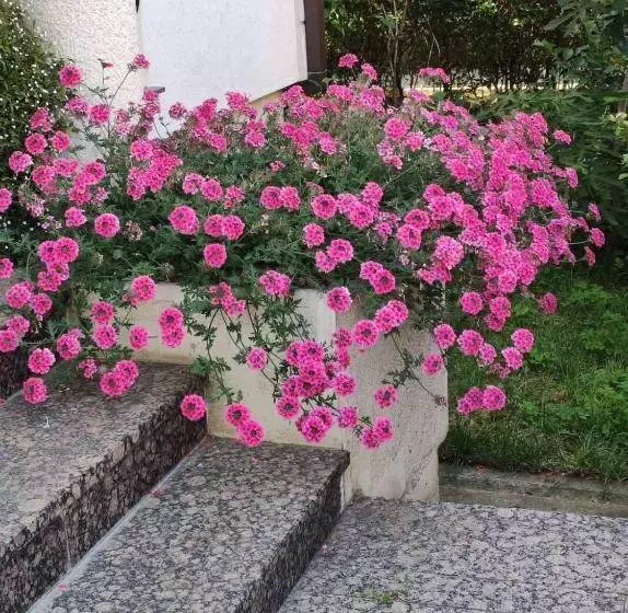 پانسیون Vila Sentić