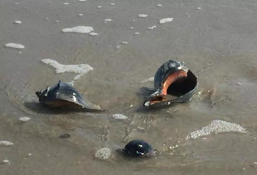 Отель 2310 Central Avenue