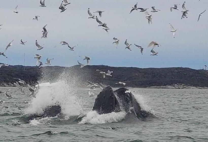 Nocleg ze śniadaniem Ilulissat Apartment